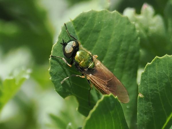 Prachtwapenvlieg (Chloromyia formosa)